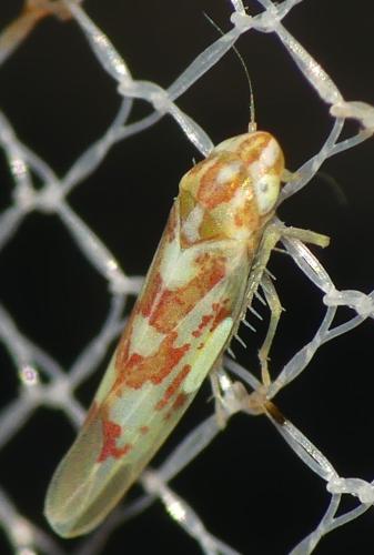Zygina sp.